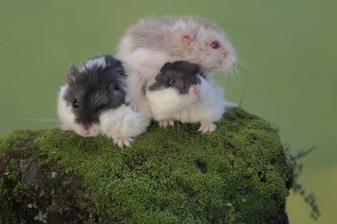 Üç Campbell hamsterı yosun kaplı bir kayanın üzerinde küçük böcekleri avlıyor. Bu kemirgenin bilimsel adı Phodopus kampbelli..