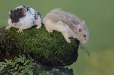 Üç Campbell hamsterı yosun kaplı bir kayanın üzerinde küçük böcekleri avlıyor. Bu kemirgenin bilimsel adı Phodopus kampbelli..