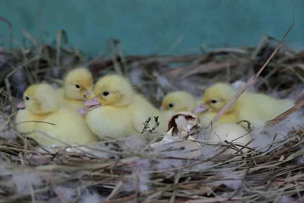 stock image A number of newly hatched baby Muscovy ducks resting in their nest. This duck has the scientific name Cairina moschata.