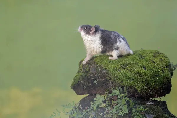 一只坎贝尔大熊猫仓鼠正在青苔覆盖的岩石上捕猎小昆虫 这种啮齿类动物的学名是Phodopus Campbelli — 图库照片