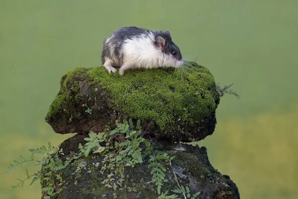 Een Campbell Panda Hamster Jaagt Kleine Insecten Met Mos Bedekte — Stockfoto