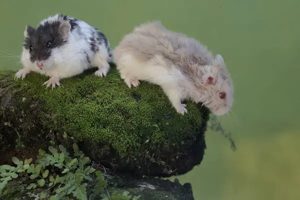 stock image Three Campbell hamsters are hunting small insects on a moss-covered rock. This rodent has the scientific name Phodopus campbelli.