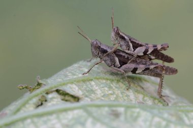 Bir çift çekirge çiftleşiyor. Bu böcek meyve, çiçek ve taze yapraklar yemeyi sever..