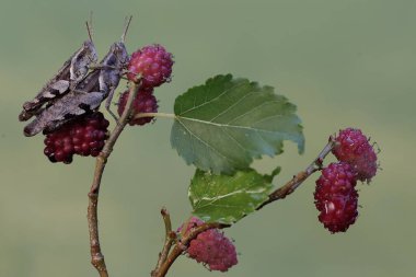 Bir çift çekirge çiftleşiyor. Bu böcek meyve, çiçek ve taze yapraklar yemeyi sever..