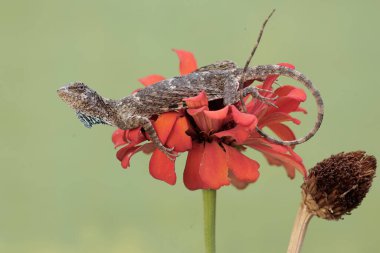 Uçan bir ejderha günlük aktivitelerine başlamadan önce güneşleniyor. Bu sürüngenin bilimsel adı Draco Volans. Doğal arkaplan ile seçmeli odak.