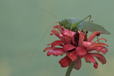 Uzun bacaklı bir çekirge kır çiçeğini arıyor. Bu böceğin bilimsel adı Mecopoda nipponensis..