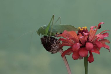 Uzun bacaklı bir çekirge kır çiçeğini arıyor. Bu böceğin bilimsel adı Mecopoda nipponensis..