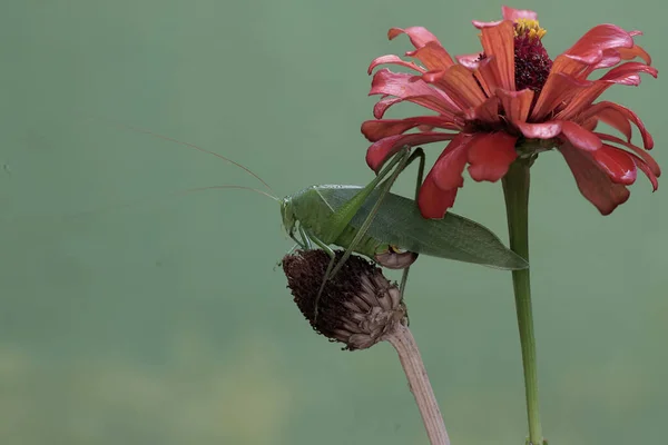 Saltamontes Patas Largas Alimenta Flores Silvestres Este Insecto Tiene Nombre —  Fotos de Stock