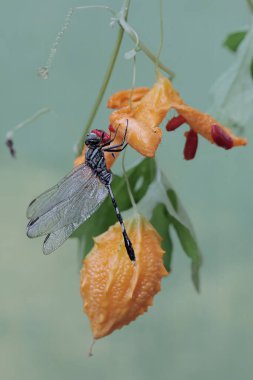 Yeşil bir bataklık şahini balsam armudunun üzerinde dinleniyor. Bu böceğin bilimsel adı Orthetrum Sabina..