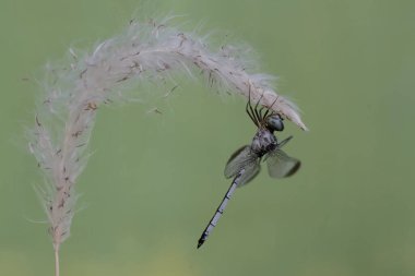Beyaz bir yusufçuk yaban otları üzerinde avını arıyor. Bu böceğin bilimsel adı Zixomma obtusum..