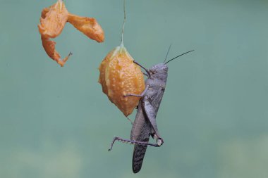 Kahverengi bir çekirge armudun üzerinde dinleniyor..