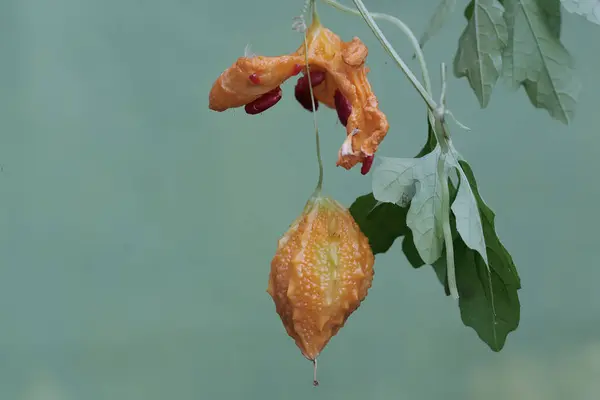 stock image The beauty of ripe balsam pear fruit with a bright yellow color. This plant has the scientific name Momordica balsamina.