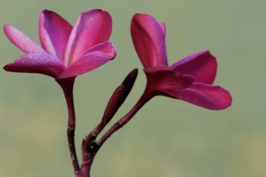 Kırmızı Frangipani çiçeklerinin güzelliği tam çiçeklenmiştir. Bu bitkinin bilimsel adı Plumeria Rubra..