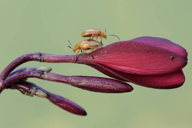 İki cucurbit böceği kırmızı frangipani çiçeklerinde yiyecek arıyorlar. Bu böceğin bilimsel adı Aulacophora indica..