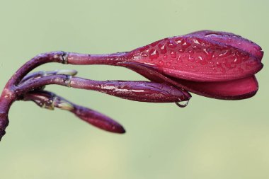 Kırmızı Frangipani çiçeklerinin güzelliği tam çiçeklenmiştir. Bu bitkinin bilimsel adı Plumeria Rubra..