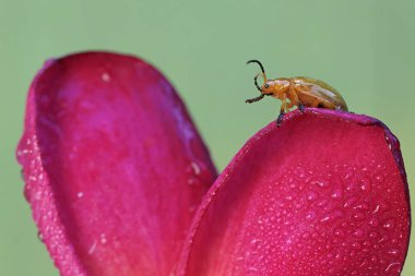 Bir cucurbit böceği kırmızı frangipani çiçeklerinde yiyecek arıyor. Bu böceğin bilimsel adı Aulacophora indica..