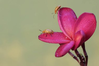 Bir cucurbit böceği kırmızı frangipani çiçeklerinde yiyecek arıyor. Bu böceğin bilimsel adı Aulacophora indica..
