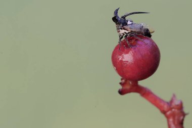 Bir carnbao böceği yabani bitkilerin meyvelerini avlamaya çalışıyor. Bu böceğin bilimsel adı Leptocentrus Taurus..