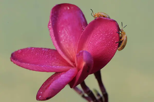 Escarabajo Cucurbit Está Buscando Comida Flores Rojas Frangipani Este Insecto —  Fotos de Stock