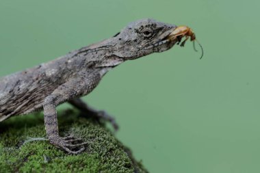 Uçan bir ejderha küçük bir böceği avlıyor. Bu sürüngenin bilimsel adı Draco Volans. Doğal arkaplan ile seçmeli odak.