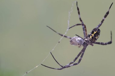 Hawaii 'li bir bahçe örümceği ağına takılmış bir güveyi avlıyor. Bu sarı örümceğin bilimsel adı Argiope appensa..