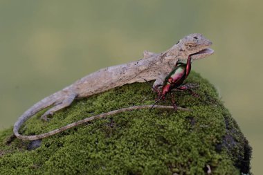 Uçan bir ejderha küçük bir böceği avlıyor. Bu sürüngenin bilimsel adı Draco Volans. Doğal arkaplan ile seçmeli odak.