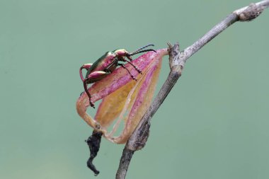 Bir kurbağa bacağı böceği vahşi bir orkidenin meyvesini arıyor. Gökkuşağı renkleri gibi bu güzel renkli böceklerin bilimsel adı Sagra sp.