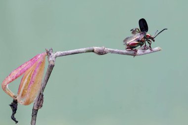 Bir kurbağa bacağı böceği vahşi bir orkidenin meyvesini arıyor. Gökkuşağı renkleri gibi bu güzel renkli böceklerin bilimsel adı Sagra sp.