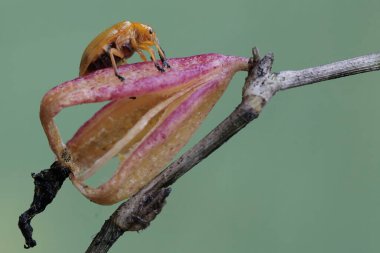 Bir cucurbit böceği vahşi orkidelerin meyve tomurcuklarında yiyecek arıyor. Bu böceğin bilimsel adı Aulacophora indica..