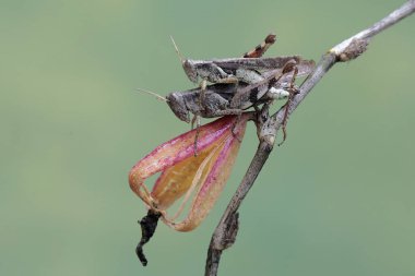 Bir çift çekirge çiftleşiyor. Bu böcek meyve, çiçek ve taze yapraklar yemeyi sever..