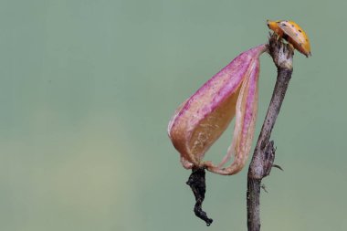 Bir kaplumbağa böceği vahşi bir orkidenin böğürtlenlerinde yiyecek arıyor. Bu böceğin bilimsel adı Aspidimorpha miliaris..