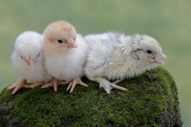 Yumurtadan yeni çıkmış üç civciv yosun kaplı zeminde yiyecek arıyor. Bu hayvanın bilimsel adı Gallus gallus domesticus..