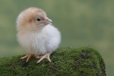 Yumurtadan yeni çıkmış bir civciv yosunla kaplı toprakta yiyecek arıyor. Bu hayvanın bilimsel adı Gallus gallus domesticus..