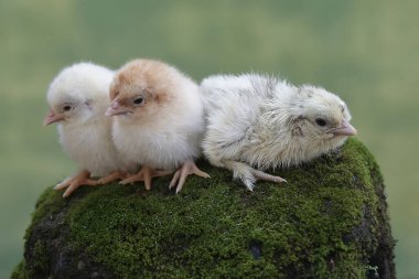 Yumurtadan yeni çıkmış üç civciv yosun kaplı zeminde yiyecek arıyor. Bu hayvanın bilimsel adı Gallus gallus domesticus..