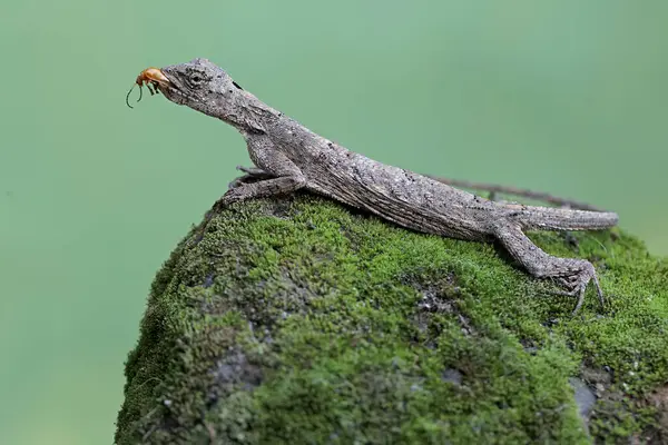 Uçan bir ejderha küçük bir böceği avlıyor. Bu sürüngenin bilimsel adı Draco Volans. Doğal arkaplan ile seçmeli odak.