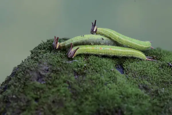 stock image Three common palmfly caterpillars are eating moss. This insect has the scientific name Elymnias hypermnestra agina.