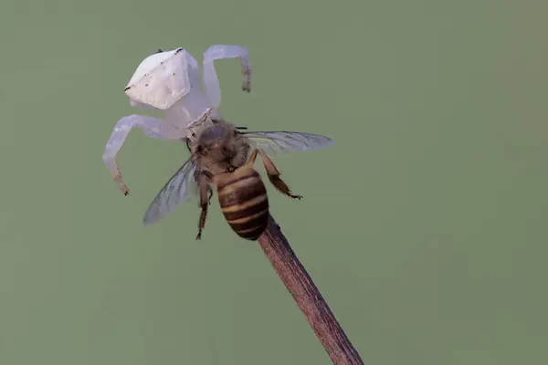 Білий Краб Павук Полює Медоносну Бджолу Комаха Має Наукову Назву — стокове фото