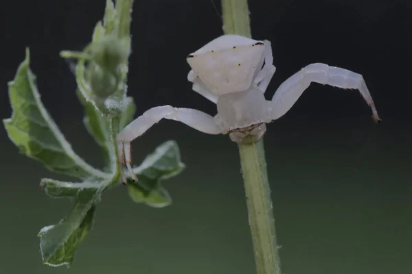 White Crab Spider Hunting Prey Wild Plant Flower Insect Has — Stock Photo, Image
