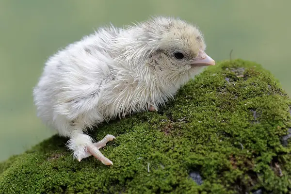 A newly hatched chick is looking for food in the soil overgrown with moss. This animal has the scientific name Gallus gallus domesticus.