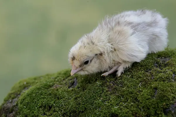 一只新孵出的小鸡正在长满苔藓的土地上寻找食物 这种动物的学名是 — 图库照片