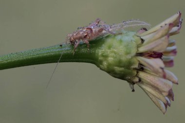 Bir cırcır böceği yabani bir bitkinin çiçeğini yiyor. Bu böcek çiçekleri, meyveleri ve taze yaprakları seviyor..