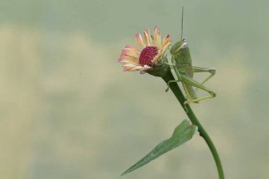 Yeşil bir çekirge yabani bir çiçek yiyor. Bu böcek çiçekleri, meyveleri ve taze yaprakları yemeyi sever..