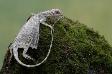 Uçan bir ejderha yosun kaplı bir kayanın üzerindeki küçük böcekleri avlıyor. Bu sürüngenin bilimsel adı Draco Volans. Doğal arkaplan ile seçmeli odak.