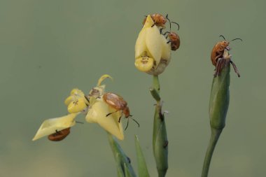 Bir grup guguklu böcek sarı yürüyen iris çiçeklerini yiyorlar. Bu böceğin bilimsel adı Aulacophora indica..