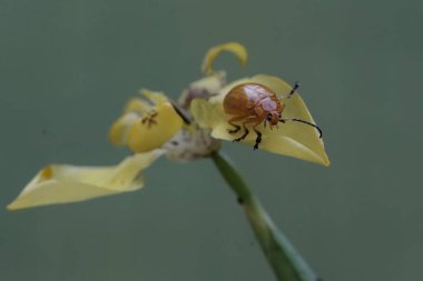 Bir cucurbit böceği yürüyen sarı bir iris çiçeğini yiyor. Bu böceğin bilimsel adı Aulacophora indica..