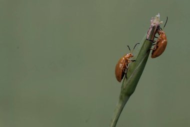 Bir grup guguklu böcek sarı yürüyen iris çiçeklerini yiyorlar. Bu böceğin bilimsel adı Aulacophora indica..