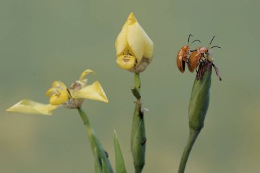 Bir grup guguklu böcek sarı yürüyen iris çiçeklerini yiyorlar. Bu böceğin bilimsel adı Aulacophora indica..