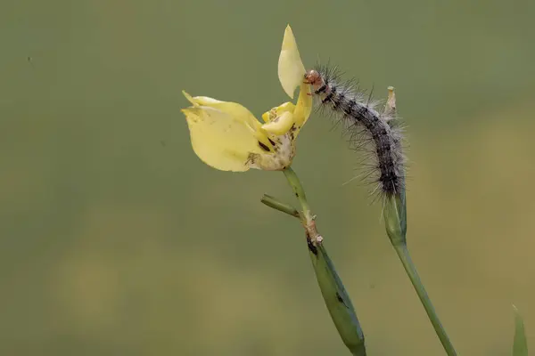 모충은 노란색 아이리스 먹고있다 곤충은 좋아합니다 — 스톡 사진