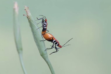 Bir çift süt çocuğu suikast böceği çiftleşiyor. Bu böceğin bilimsel adı Zelus longipes..