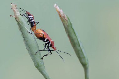 Bir çift süt çocuğu suikast böceği çiftleşiyor. Bu böceğin bilimsel adı Zelus longipes..